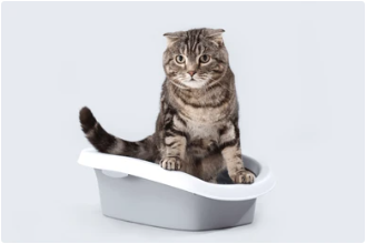 Content tabby cat sitting in a clean litter box