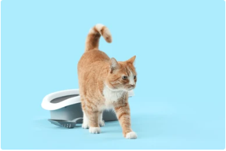 Orange cat standing next to a clean litter box