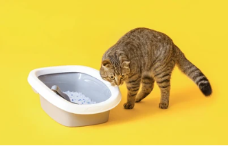 Tabby cat investigating a clean litter box