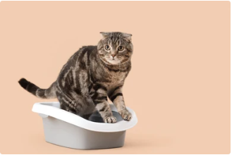 Happy tabby cat sitting in a pristine litter box